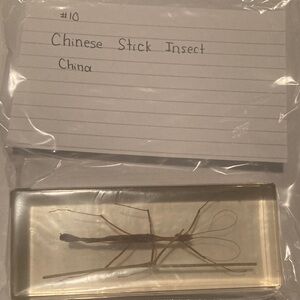 Chinese Stick Insect - China